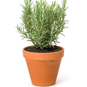 Rosemary Plant Pot