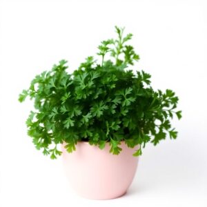 Parsley Plant Pot