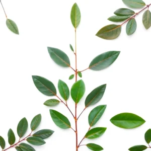 Bay Leaves Pack